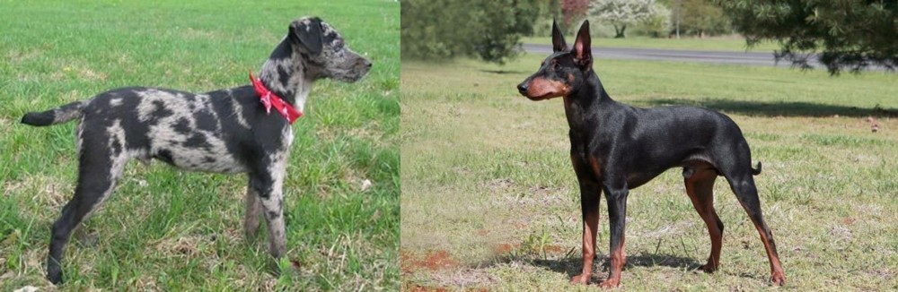 Manchester Terrier vs Atlas Terrier - Breed Comparison