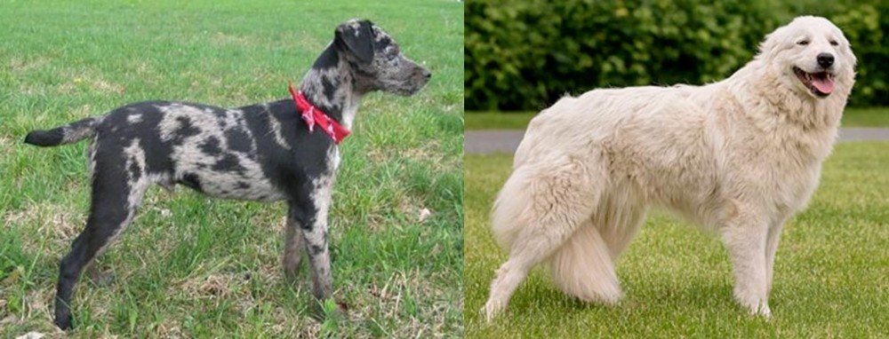 Maremma Sheepdog vs Atlas Terrier - Breed Comparison
