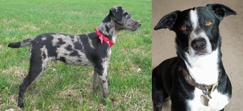 McNab vs Atlas Terrier - Breed Comparison