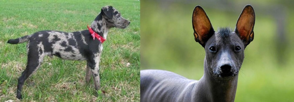 Mexican Hairless vs Atlas Terrier - Breed Comparison