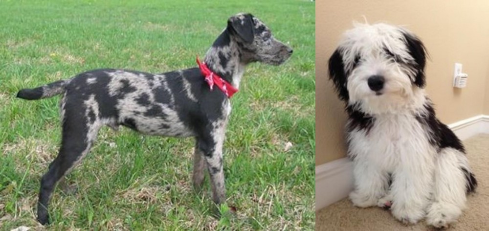 Mini Sheepadoodles vs Atlas Terrier - Breed Comparison
