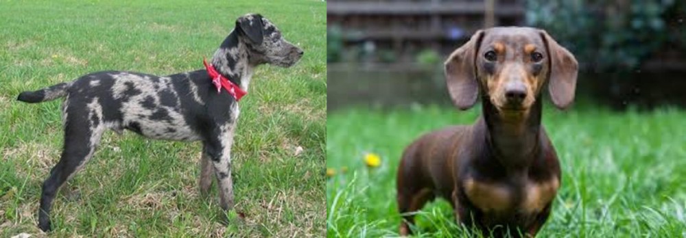 Miniature Dachshund vs Atlas Terrier - Breed Comparison