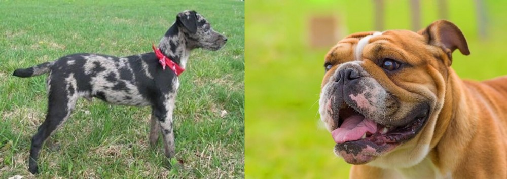 Miniature English Bulldog vs Atlas Terrier - Breed Comparison
