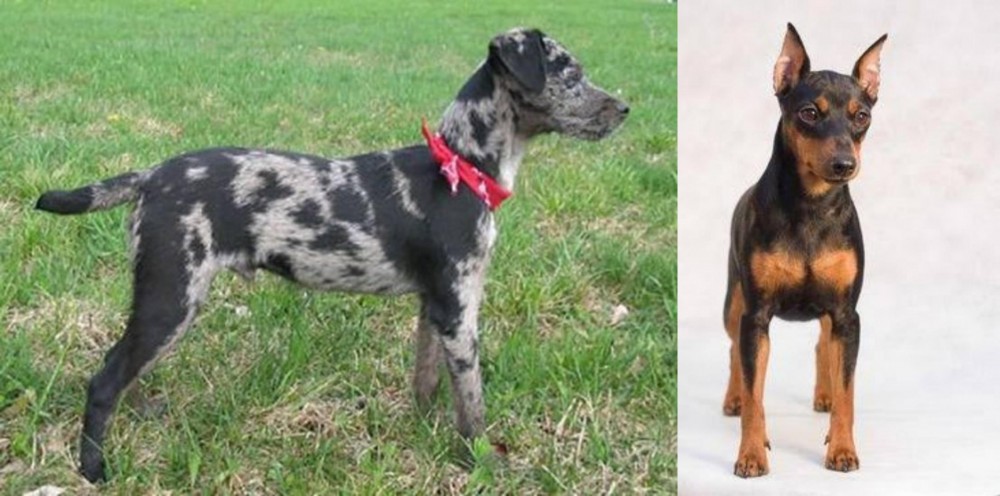 Miniature Pinscher vs Atlas Terrier - Breed Comparison