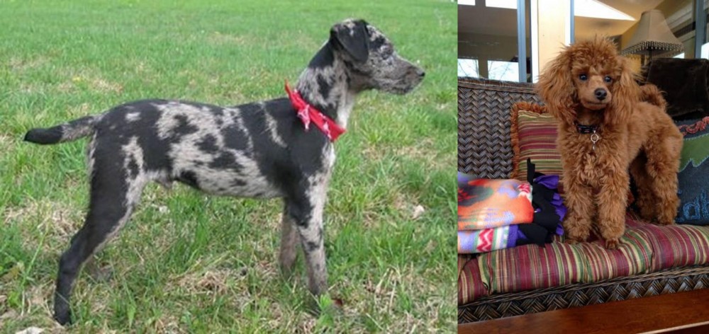 Miniature Poodle vs Atlas Terrier - Breed Comparison