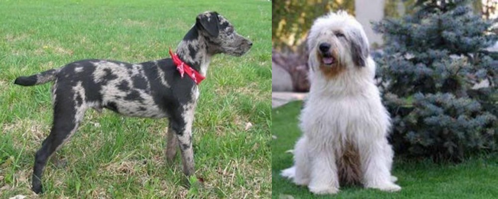 Mioritic Sheepdog vs Atlas Terrier - Breed Comparison