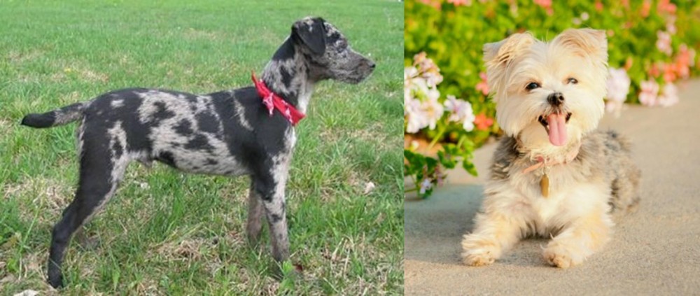 Morkie vs Atlas Terrier - Breed Comparison