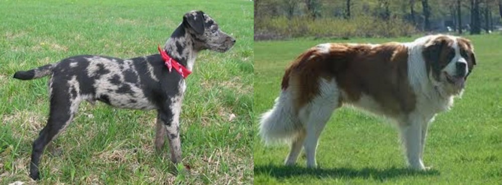 Moscow Watchdog vs Atlas Terrier - Breed Comparison