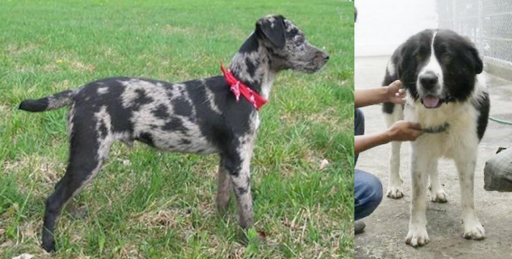 Mucuchies vs Atlas Terrier - Breed Comparison