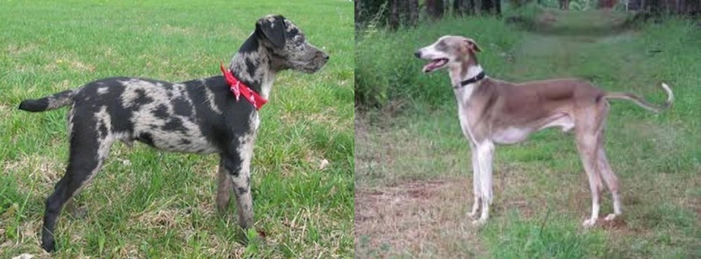 Mudhol Hound vs Atlas Terrier - Breed Comparison