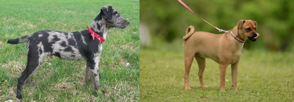 Muggin vs Atlas Terrier - Breed Comparison
