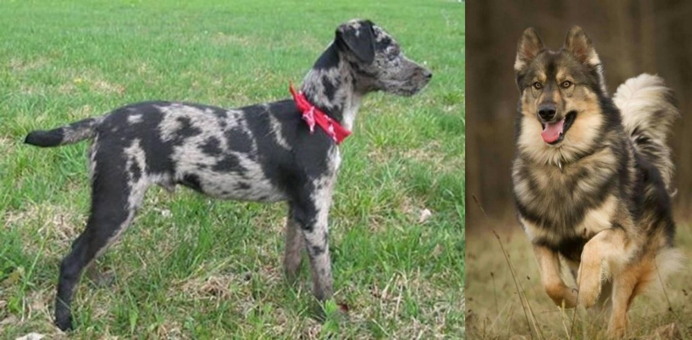 Native American Indian Dog vs Atlas Terrier - Breed Comparison