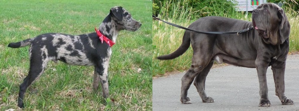 Neapolitan Mastiff vs Atlas Terrier - Breed Comparison