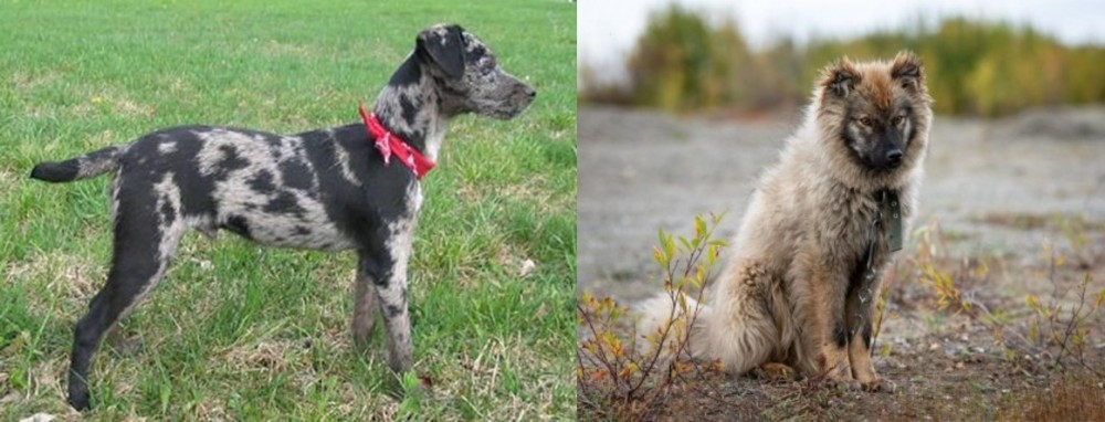 Nenets Herding Laika vs Atlas Terrier - Breed Comparison