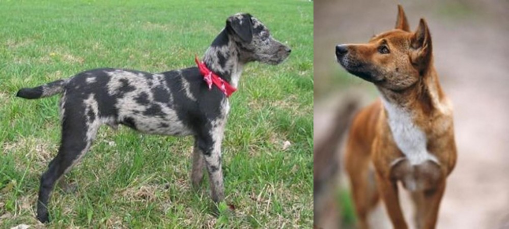 New Guinea Singing Dog vs Atlas Terrier - Breed Comparison
