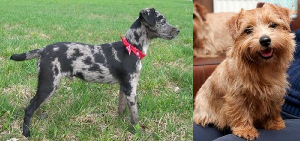 Norfolk Terrier vs Atlas Terrier - Breed Comparison