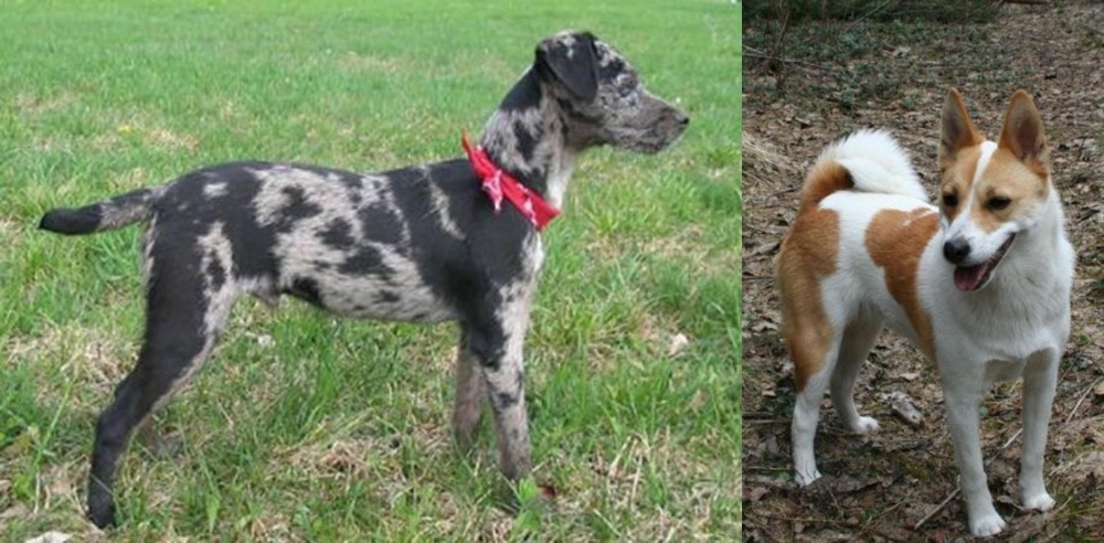 Norrbottenspets vs Atlas Terrier - Breed Comparison