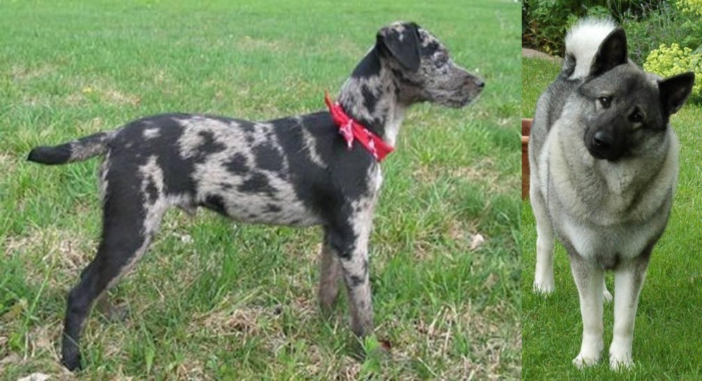 Norwegian Elkhound vs Atlas Terrier - Breed Comparison