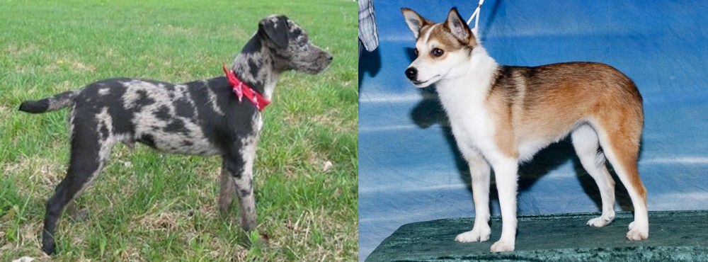 Norwegian Lundehund vs Atlas Terrier - Breed Comparison