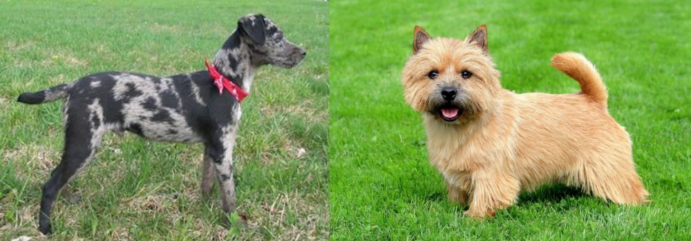 Norwich Terrier vs Atlas Terrier - Breed Comparison