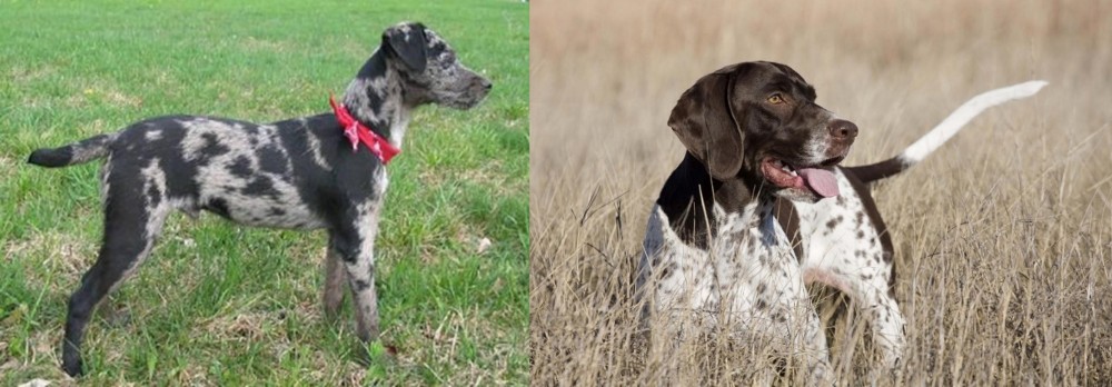 Old Danish Pointer vs Atlas Terrier - Breed Comparison