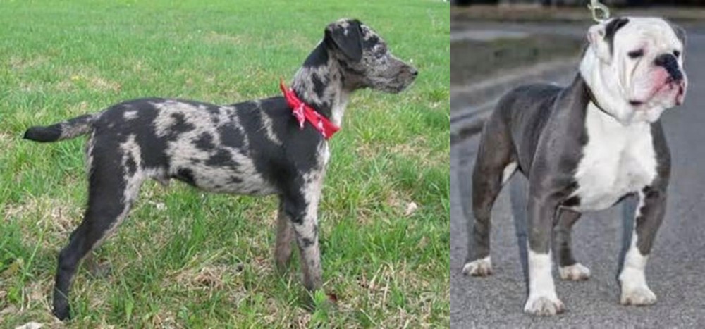 Old English Bulldog vs Atlas Terrier - Breed Comparison