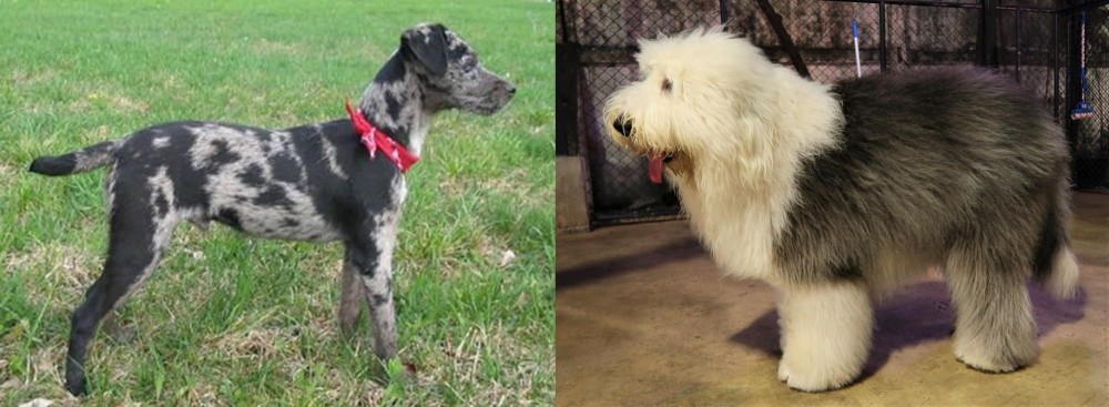 Old English Sheepdog vs Atlas Terrier - Breed Comparison