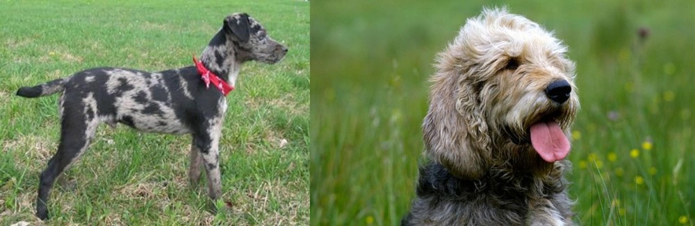 Otterhound vs Atlas Terrier - Breed Comparison