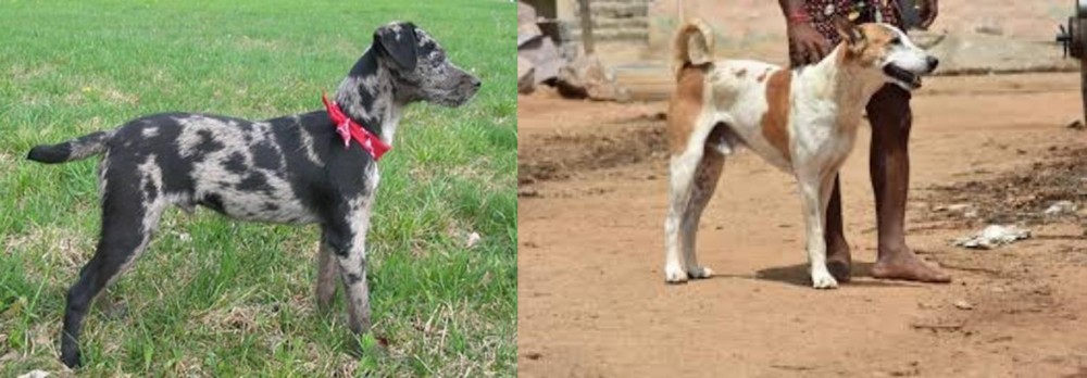 Pandikona vs Atlas Terrier - Breed Comparison
