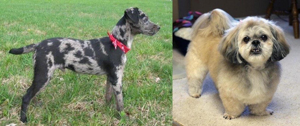 PekePoo vs Atlas Terrier - Breed Comparison