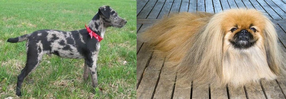 Pekingese vs Atlas Terrier - Breed Comparison