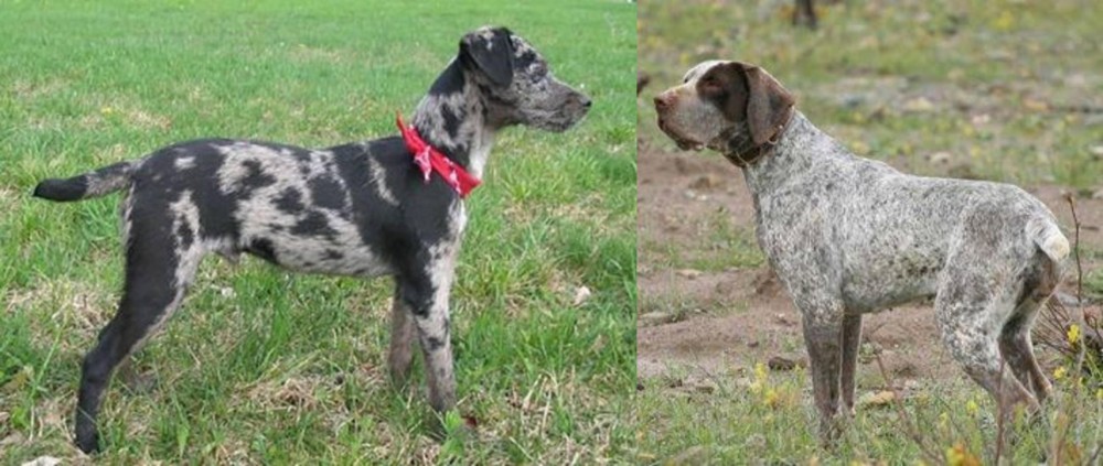 Perdiguero de Burgos vs Atlas Terrier - Breed Comparison