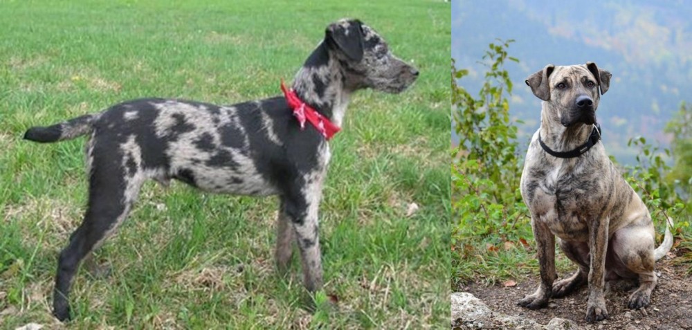 Perro Cimarron vs Atlas Terrier - Breed Comparison