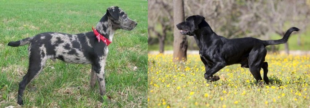 Perro de Pastor Mallorquin vs Atlas Terrier - Breed Comparison