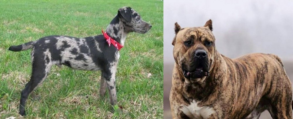Perro de Presa Canario vs Atlas Terrier - Breed Comparison