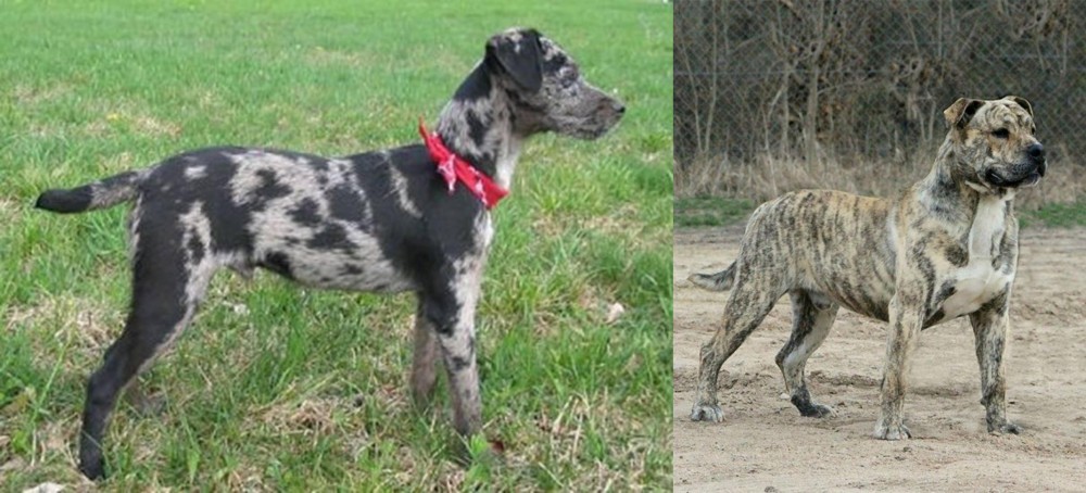 Perro de Presa Mallorquin vs Atlas Terrier - Breed Comparison