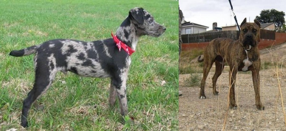 Perro de Toro vs Atlas Terrier - Breed Comparison