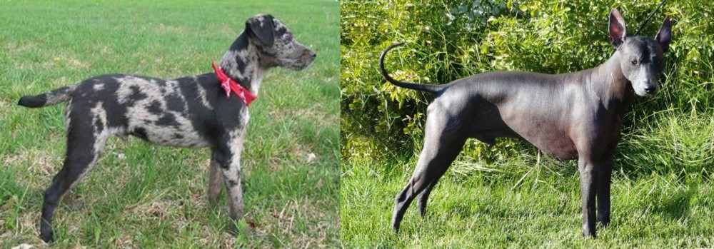 Peruvian Hairless vs Atlas Terrier - Breed Comparison