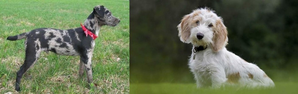 Petit Basset Griffon Vendeen vs Atlas Terrier - Breed Comparison