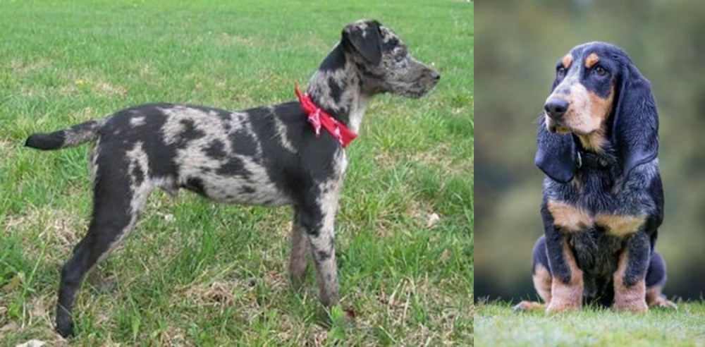 Petit Bleu de Gascogne vs Atlas Terrier - Breed Comparison