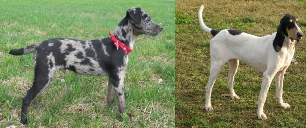 Petit Gascon Saintongeois vs Atlas Terrier - Breed Comparison
