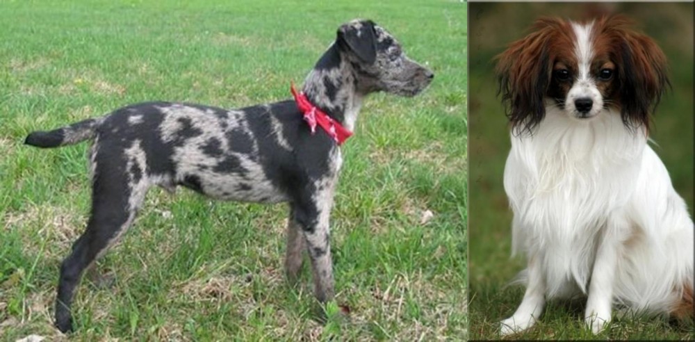 Phalene vs Atlas Terrier - Breed Comparison