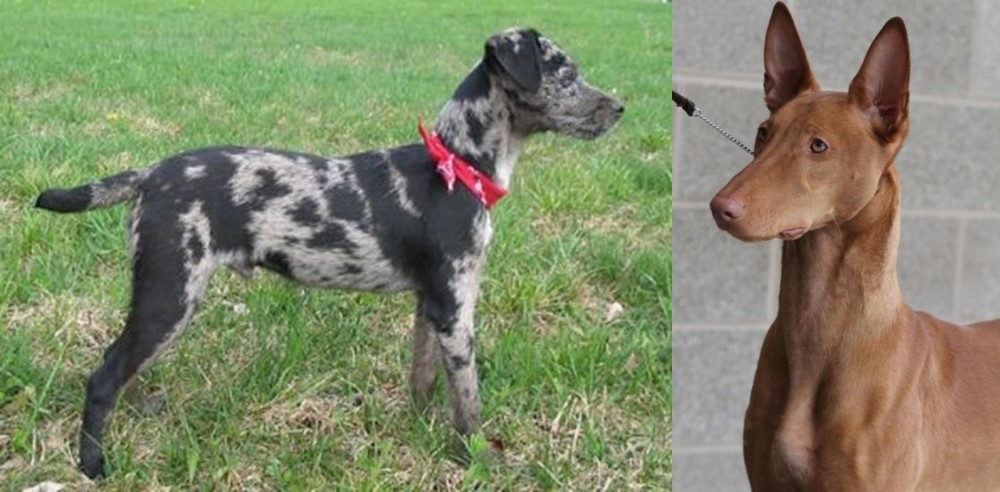 Pharaoh Hound vs Atlas Terrier - Breed Comparison