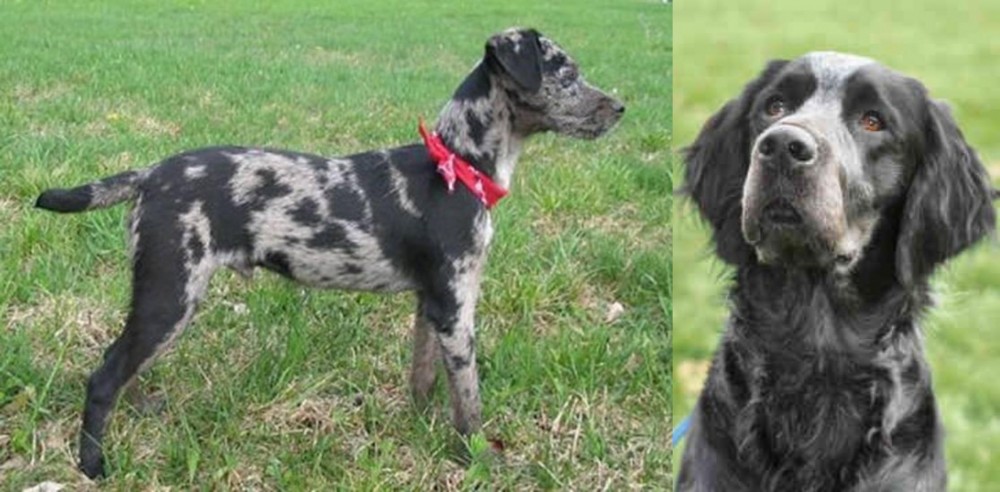Picardy Spaniel vs Atlas Terrier - Breed Comparison