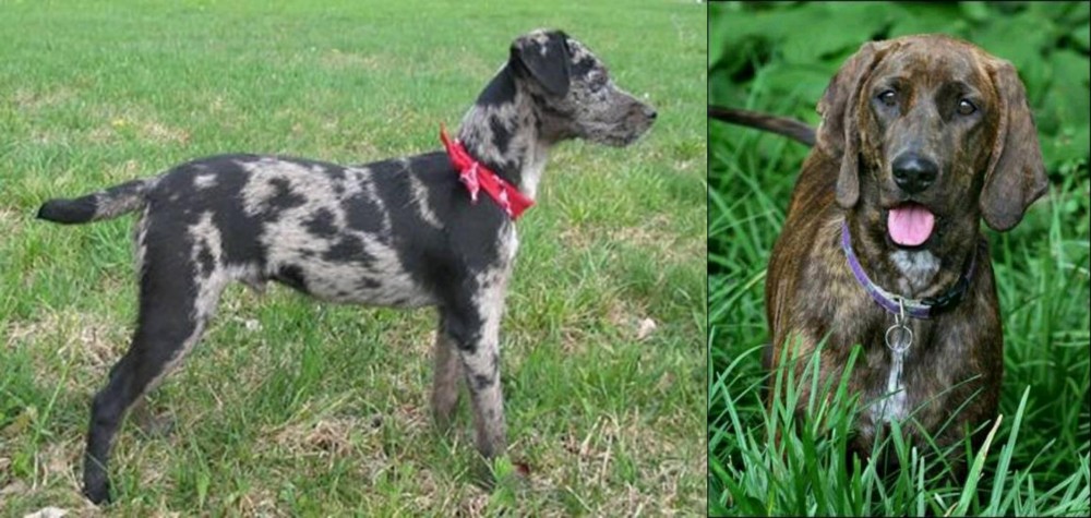 Plott Hound vs Atlas Terrier - Breed Comparison