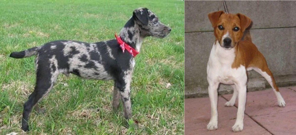 Plummer Terrier vs Atlas Terrier - Breed Comparison