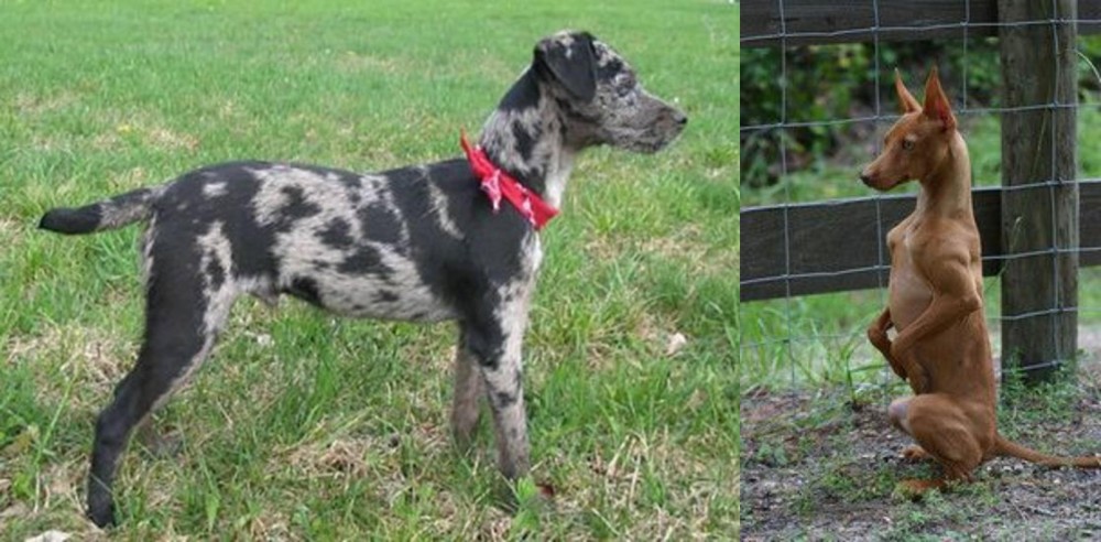 Podenco Andaluz vs Atlas Terrier - Breed Comparison