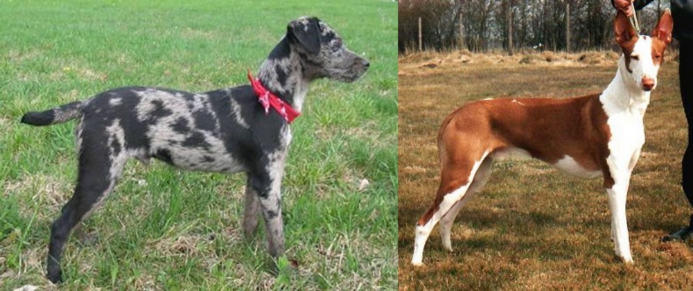 Podenco Canario vs Atlas Terrier - Breed Comparison
