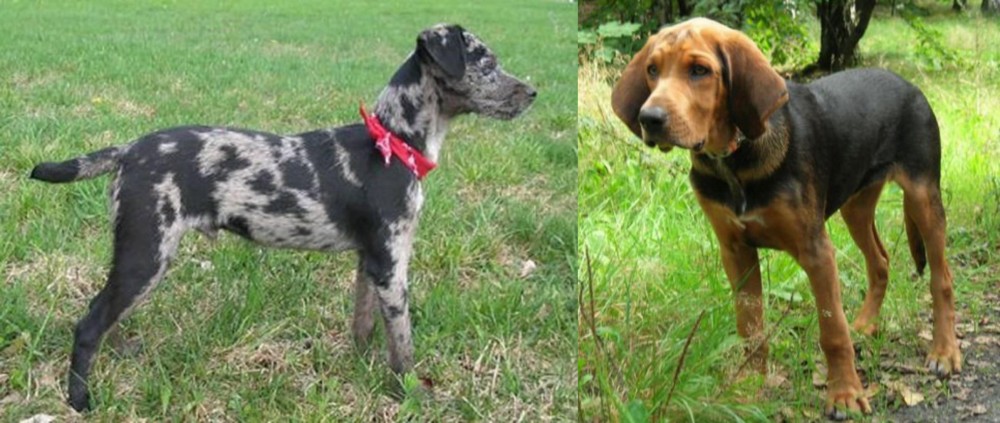 Polish Hound vs Atlas Terrier - Breed Comparison