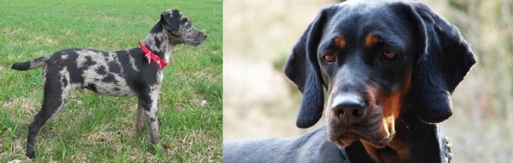 Polish Hunting Dog vs Atlas Terrier - Breed Comparison